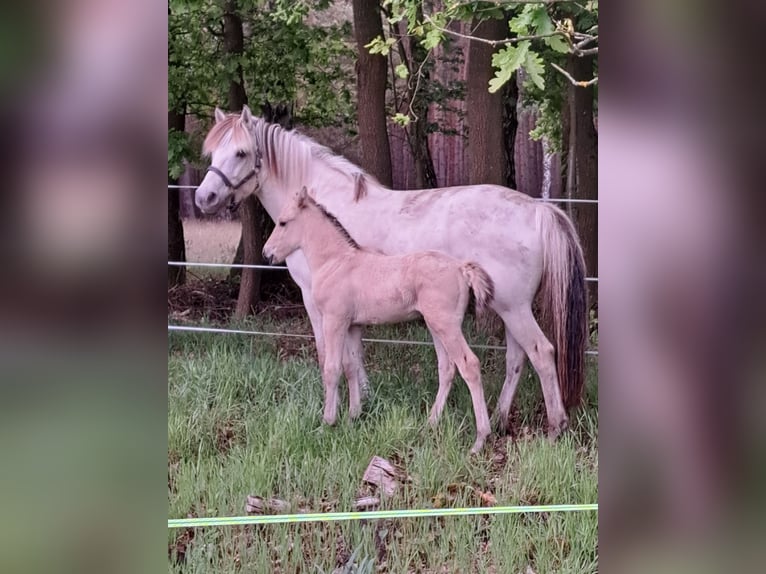 Sonstige Rassen Mix Hengst Fohlen (05/2025) Falbe in Moraas