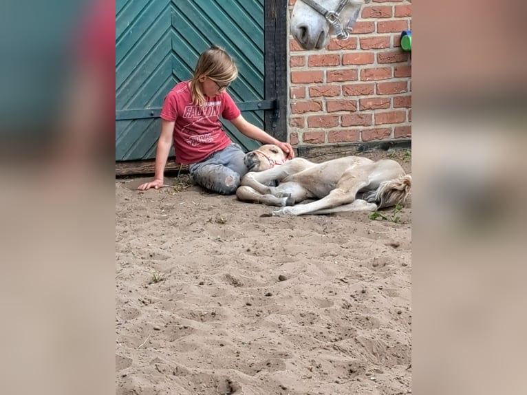 Sonstige Rassen Mix Hengst Fohlen (05/2025) Falbe in Moraas