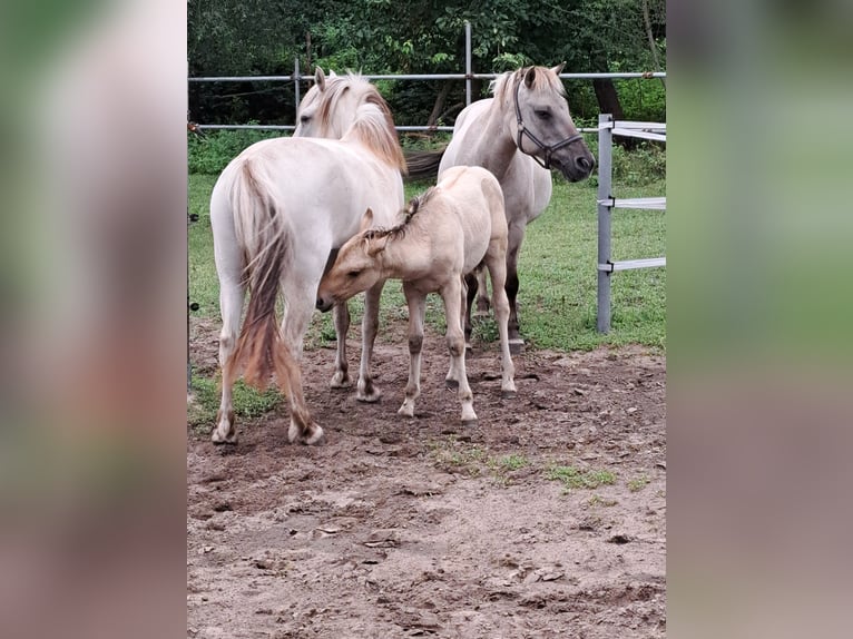 Sonstige Rassen Mix Hengst Fohlen (05/2025) Falbe in Moraas
