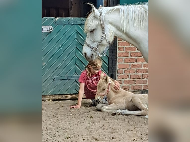Sonstige Rassen Mix Hengst Fohlen (05/2025) Falbe in Moraas