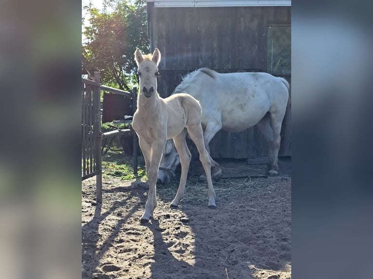 Sonstige Rassen Mix Hengst Fohlen (05/2025) Falbe in Moraas