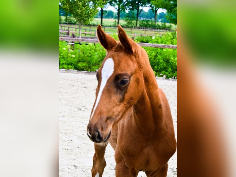 Sonstige Rassen Hengst  in Bladel