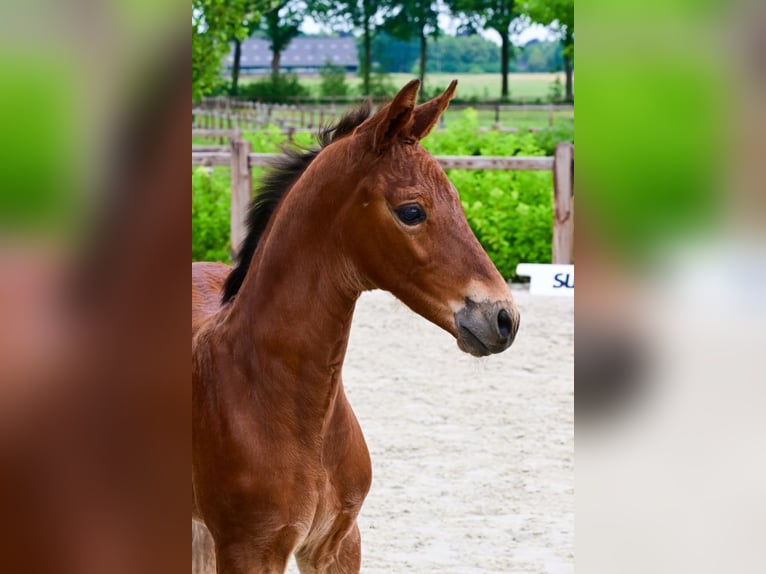 Sonstige Rassen Hengst  in Bladel