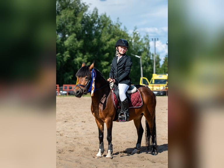 Sonstige Rassen Stute 10 Jahre 120 cm Brauner in olsztyn