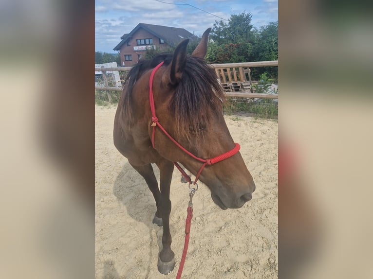 Sonstige Rassen Stute 10 Jahre 138 cm Brauner in Königswinter