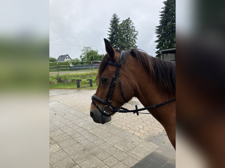 Sonstige Rassen Mix Stute 10 Jahre 140 cm Brauner in Neunkirchen-Seelscheid