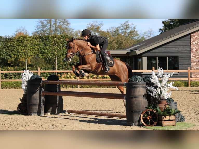 Sonstige Rassen Stute 10 Jahre 144 cm  in Oost West en Middelbeers