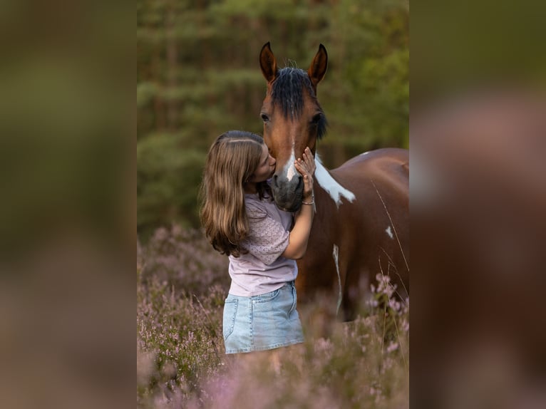 Sonstige Rassen Stute 10 Jahre 145 cm Schecke in Oelegem