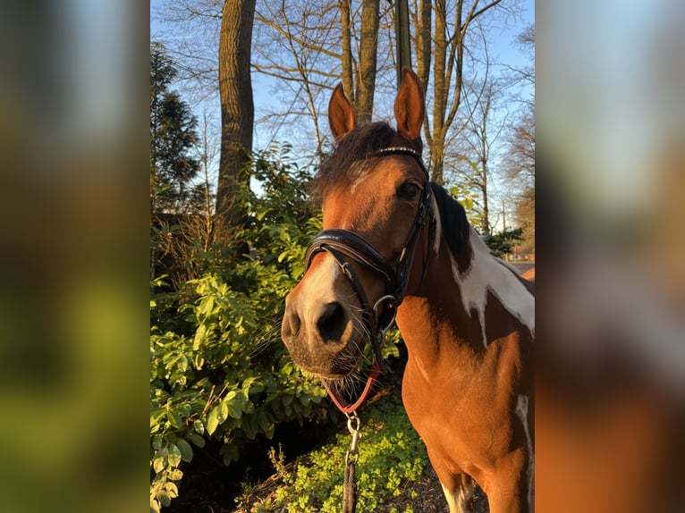Sonstige Rassen Stute 10 Jahre 145 cm Schecke in Oelegem