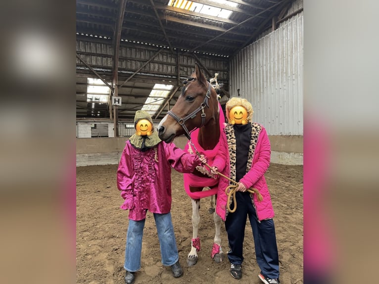 Sonstige Rassen Stute 10 Jahre 145 cm Schecke in Oelegem