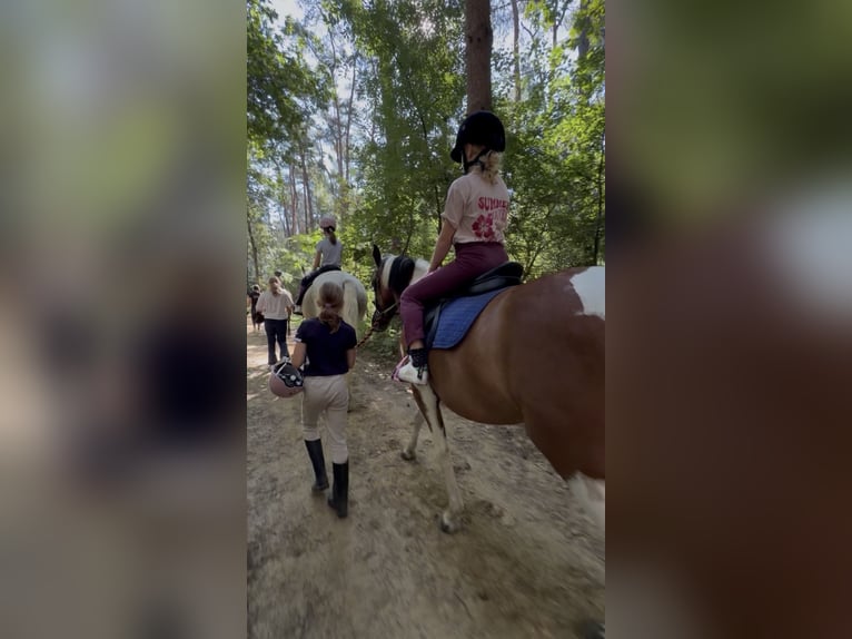 Sonstige Rassen Stute 10 Jahre 145 cm Schecke in Oelegem