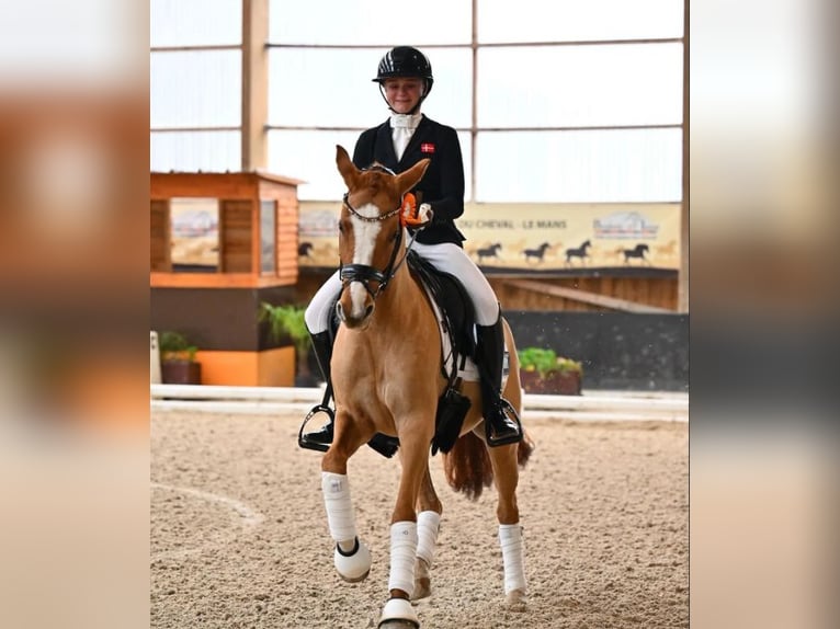 Sonstige Rassen Stute 10 Jahre 147 cm Dunkelfuchs in Kastrup