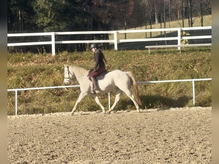 Sonstige Rassen Stute 10 Jahre 150 cm Cremello in Pelmberg