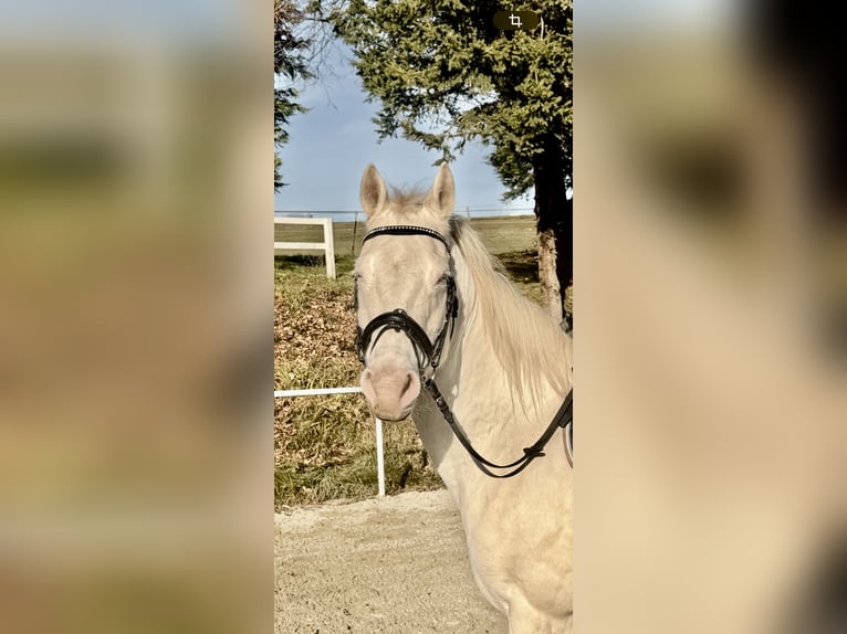 Sonstige Rassen Stute 10 Jahre 150 cm Cremello in Pelmberg