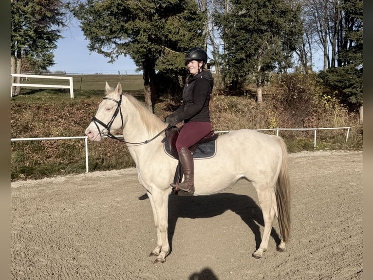 Sonstige Rassen Stute 10 Jahre 150 cm Cremello in Pelmberg