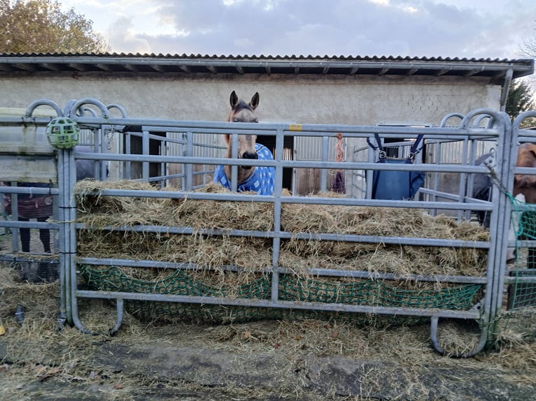 Sonstige Rassen Stute 10 Jahre 154 cm Falbe in Witten