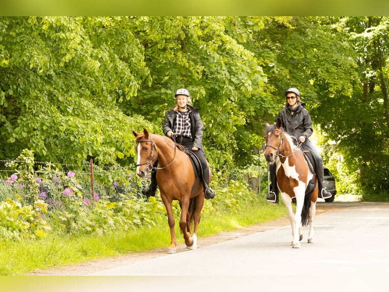Sonstige Rassen Stute 10 Jahre 154 cm Fuchs in Ribbesbüttel