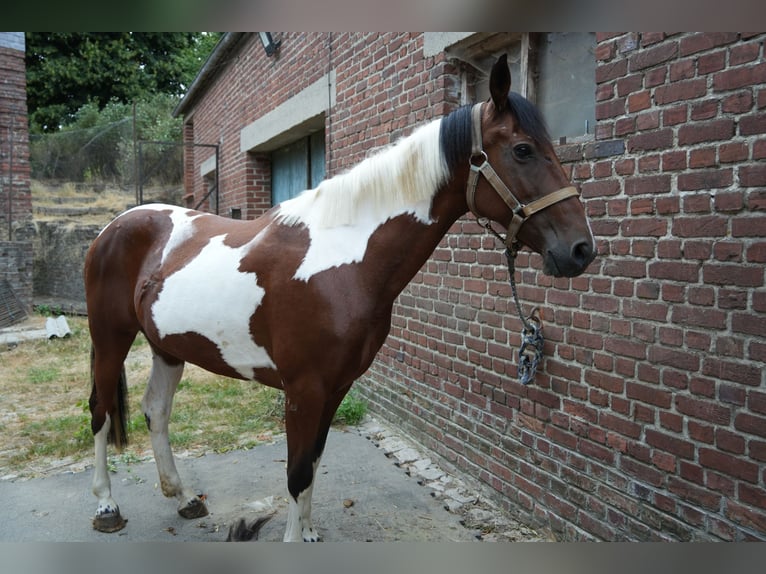 Sonstige Rassen Stute 10 Jahre 155 cm  in oisy le verger