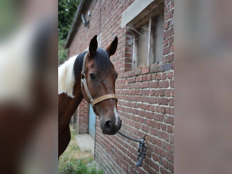 Sonstige Rassen Stute 10 Jahre 155 cm  in oisy le verger