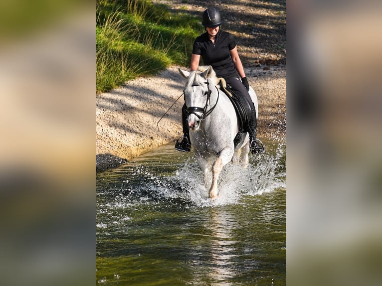 Sonstige Rassen Stute 10 Jahre 155 cm Schecke in Nettersheim