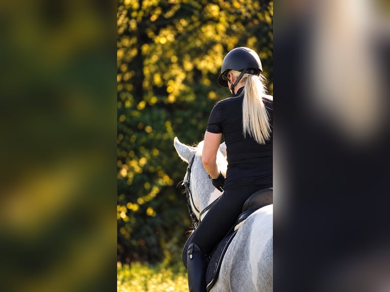 Sonstige Rassen Stute 10 Jahre 155 cm Schecke in Nettersheim