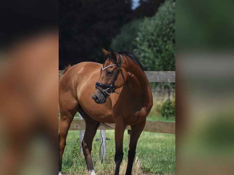 Sonstige Rassen Stute 10 Jahre 160 cm Brauner in Achtmaal