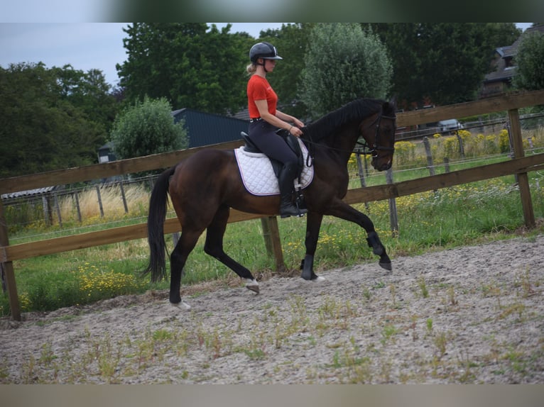 Sonstige Rassen Stute 10 Jahre 160 cm  in Achtmaal