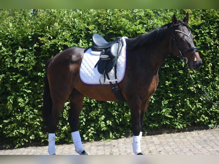 Sonstige Rassen Stute 10 Jahre 160 cm  in Achtmaal