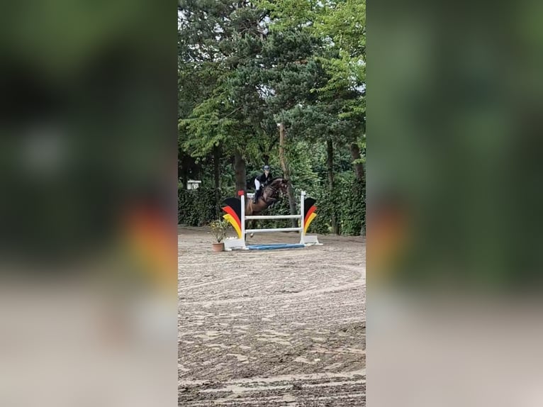 Sonstige Rassen Stute 10 Jahre 160 cm Dunkelbrauner in Heinsberg