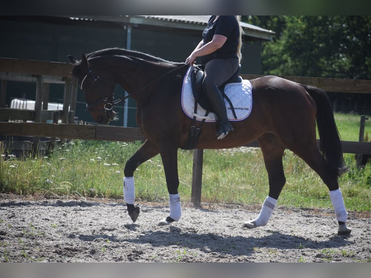 Sonstige Rassen Stute 10 Jahre 160 cm  in Achtmaal