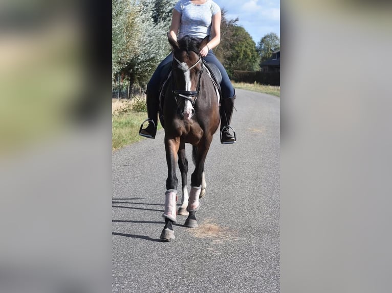 Sonstige Rassen Stute 10 Jahre 162 cm Dunkelbrauner in Achtmaal