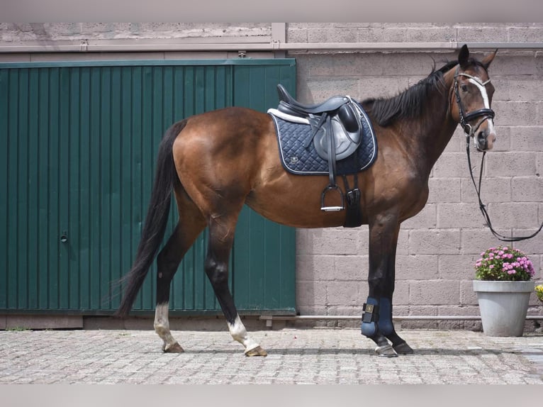Sonstige Rassen Stute 10 Jahre 162 cm Dunkelbrauner in Achtmaal