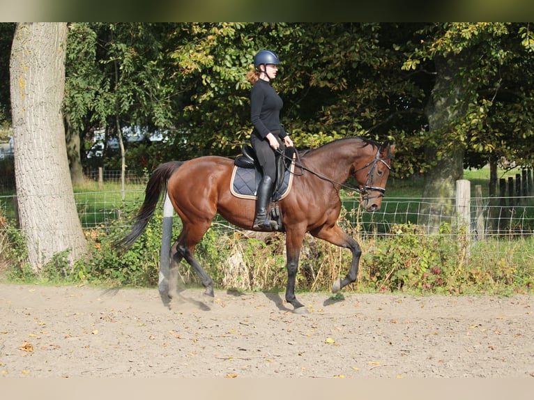 Sonstige Rassen Stute 10 Jahre 164 cm Brauner in Wijk en Aalburg