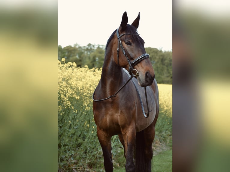 Sonstige Rassen Stute 10 Jahre 165 cm Brauner in Essen