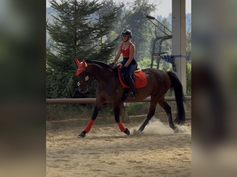 Sonstige Rassen Stute 10 Jahre 165 cm Brauner in Essen