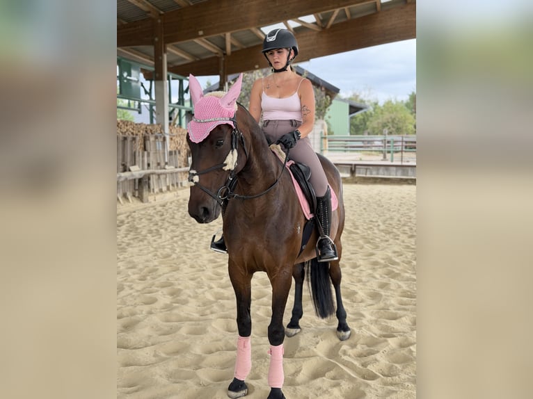 Sonstige Rassen Stute 10 Jahre 165 cm Brauner in Essen