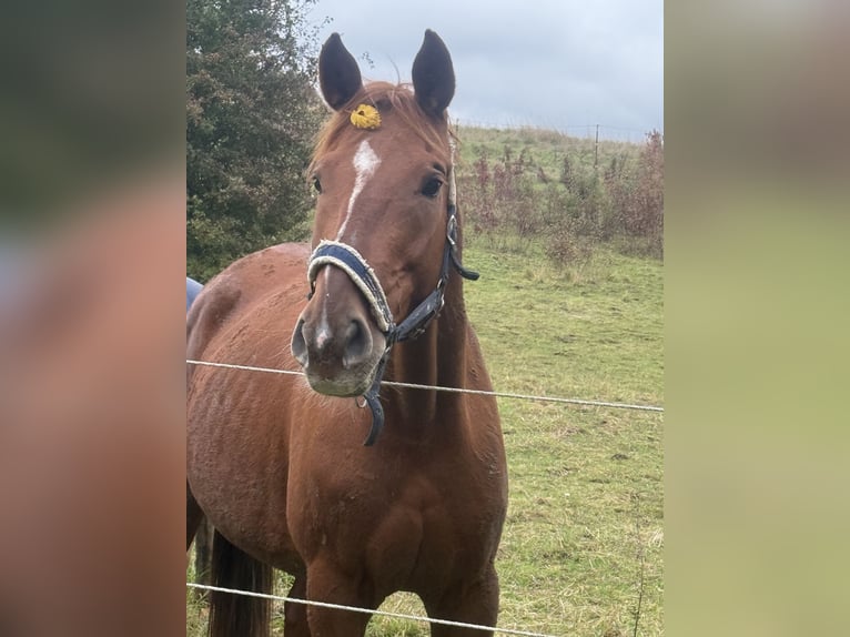 Sonstige Rassen Stute 10 Jahre 168 cm Fuchs in Mellingen