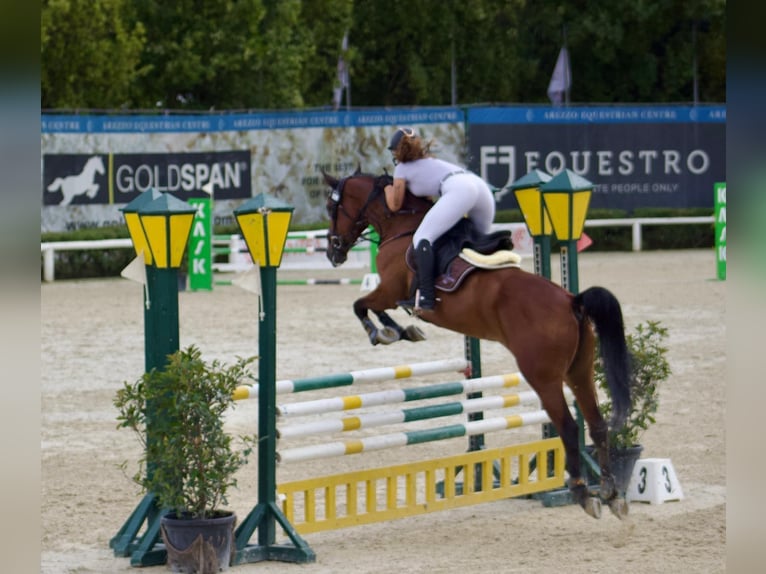 Sonstige Rassen Stute 10 Jahre 175 cm Hellbrauner in Campi Bisenzio