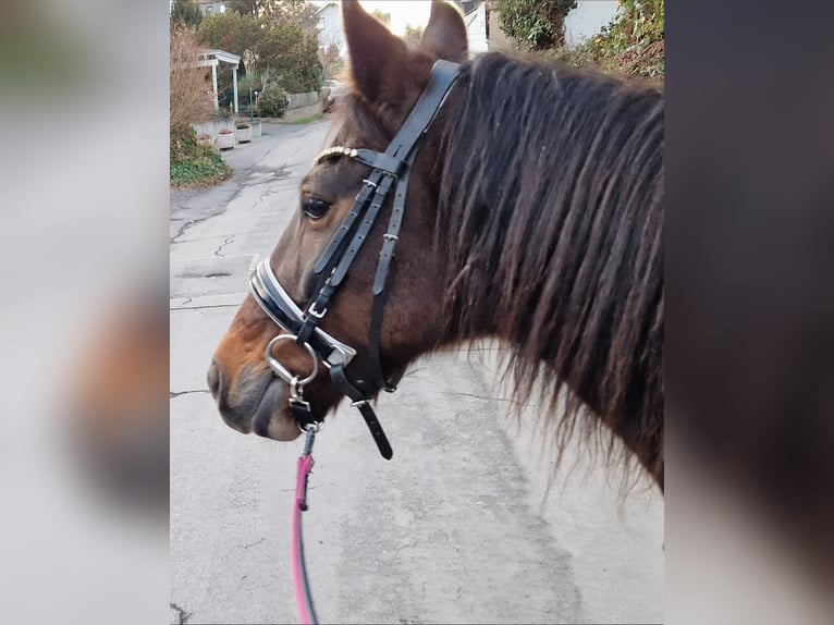 Sonstige Rassen Stute 11 Jahre 138 cm Brauner in Königswinter