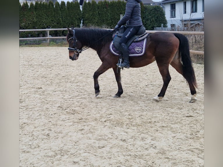 Sonstige Rassen Mix Stute 11 Jahre 140 cm Brauner in Königswinter