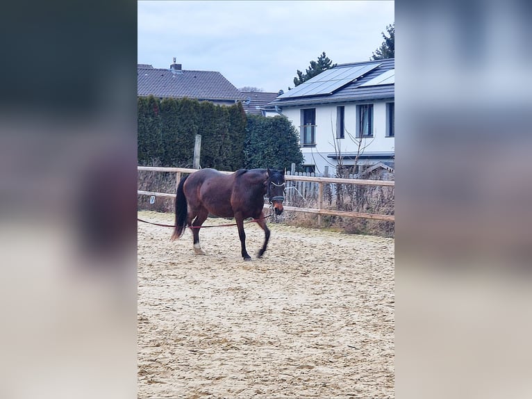 Sonstige Rassen Mix Stute 11 Jahre 140 cm Brauner in Königswinter