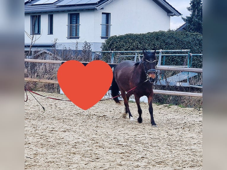 Sonstige Rassen Mix Stute 11 Jahre 140 cm Brauner in Königswinter