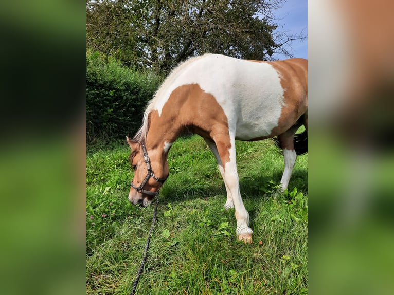 Sonstige Rassen Stute 11 Jahre 140 cm Schecke in Riegenroth