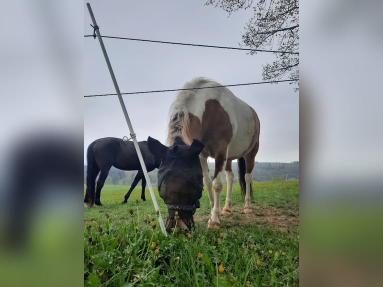 Sonstige Rassen Stute 11 Jahre 140 cm Schecke in Riegenroth