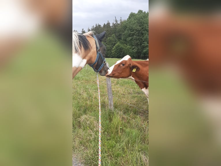 Sonstige Rassen Stute 11 Jahre 140 cm Schecke in Riegenroth