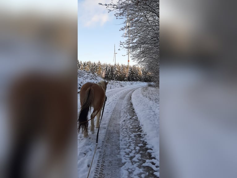 Sonstige Rassen Stute 11 Jahre 140 cm Schecke in Riegenroth
