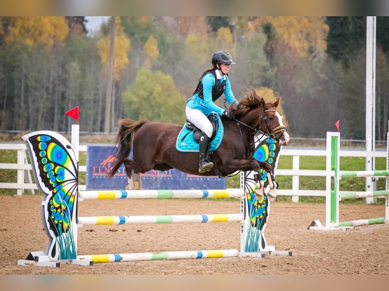 Sonstige Rassen Stute 11 Jahre 140 cm in Tartu