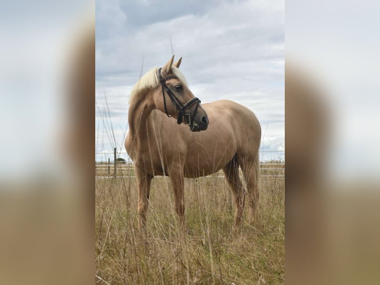 Sonstige Rassen Stute 11 Jahre 142 cm Palomino in Dobersdorf