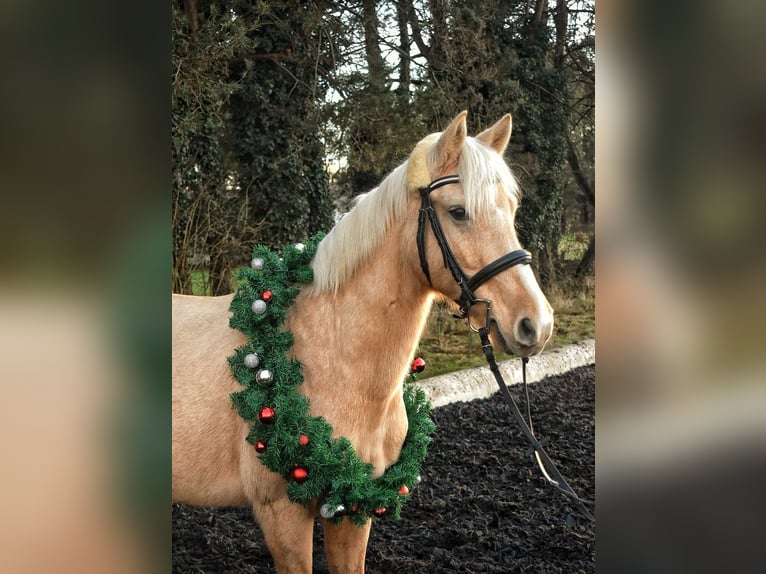 Sonstige Rassen Stute 11 Jahre 142 cm Palomino in Dobersdorf