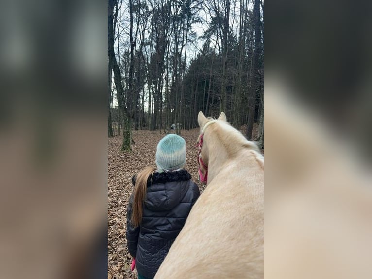 Sonstige Rassen Stute 11 Jahre 142 cm Palomino in Dobersdorf